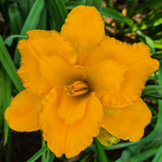Consuming Flame Daylily